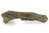Fossil Hadrosaur (Maiasaura) Partial Femur w/ Stand - Montana #379909-4